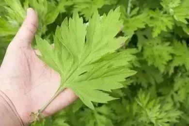 艾叶贴膝盖有什么作用?(图1)